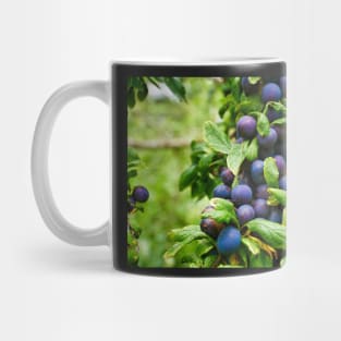 Plums On Tree Branch - Healthy Fruit Abstract Mug